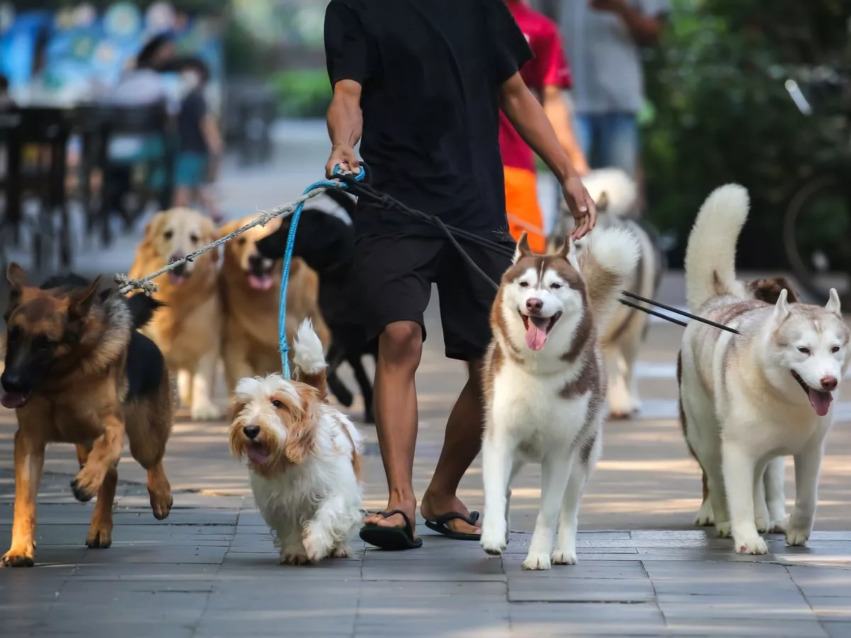 Little-known pet laws that could land dog owners with hefty fines up to £20,000