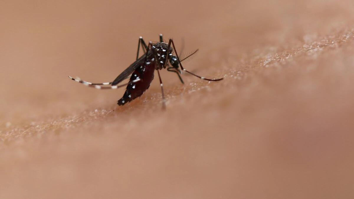 Dengue cases in Manipur cross 3,300 mark; Imphal West remains worst hit