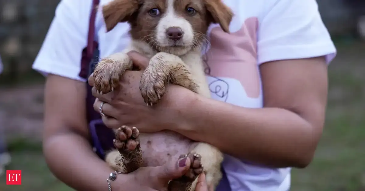 Stray dogs case: SC directs chief secretaries of states, UTs to appear before it on Nov 3