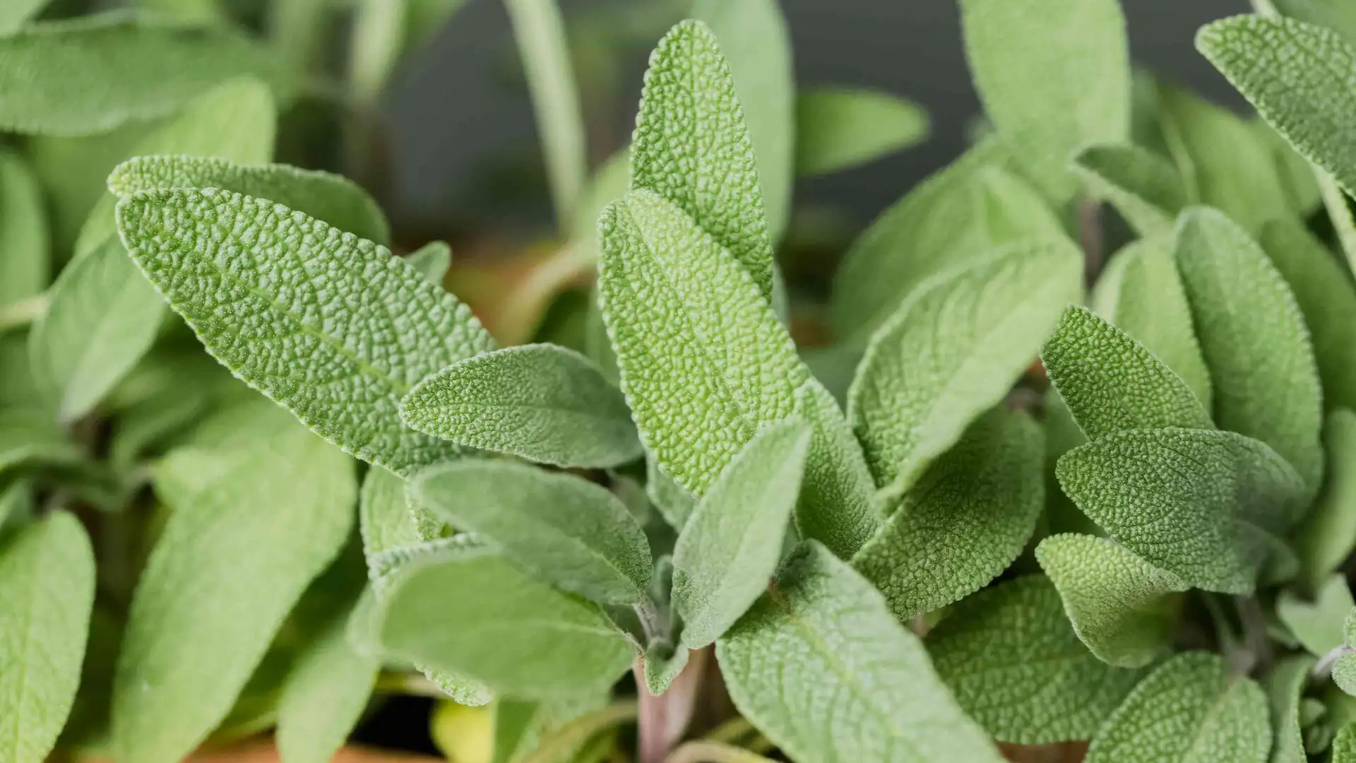 Indoor gardening 101: Tips to grow sage at home