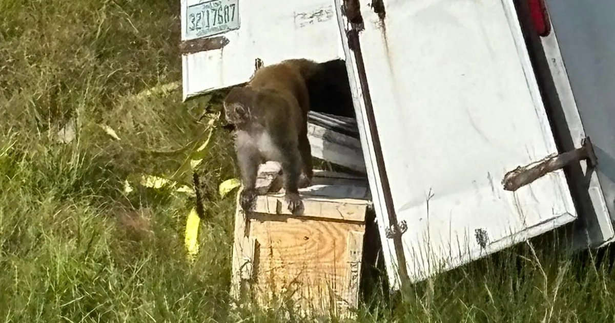 ‘Aggressive’ Lab Monkey on the Loose After Truck Crash