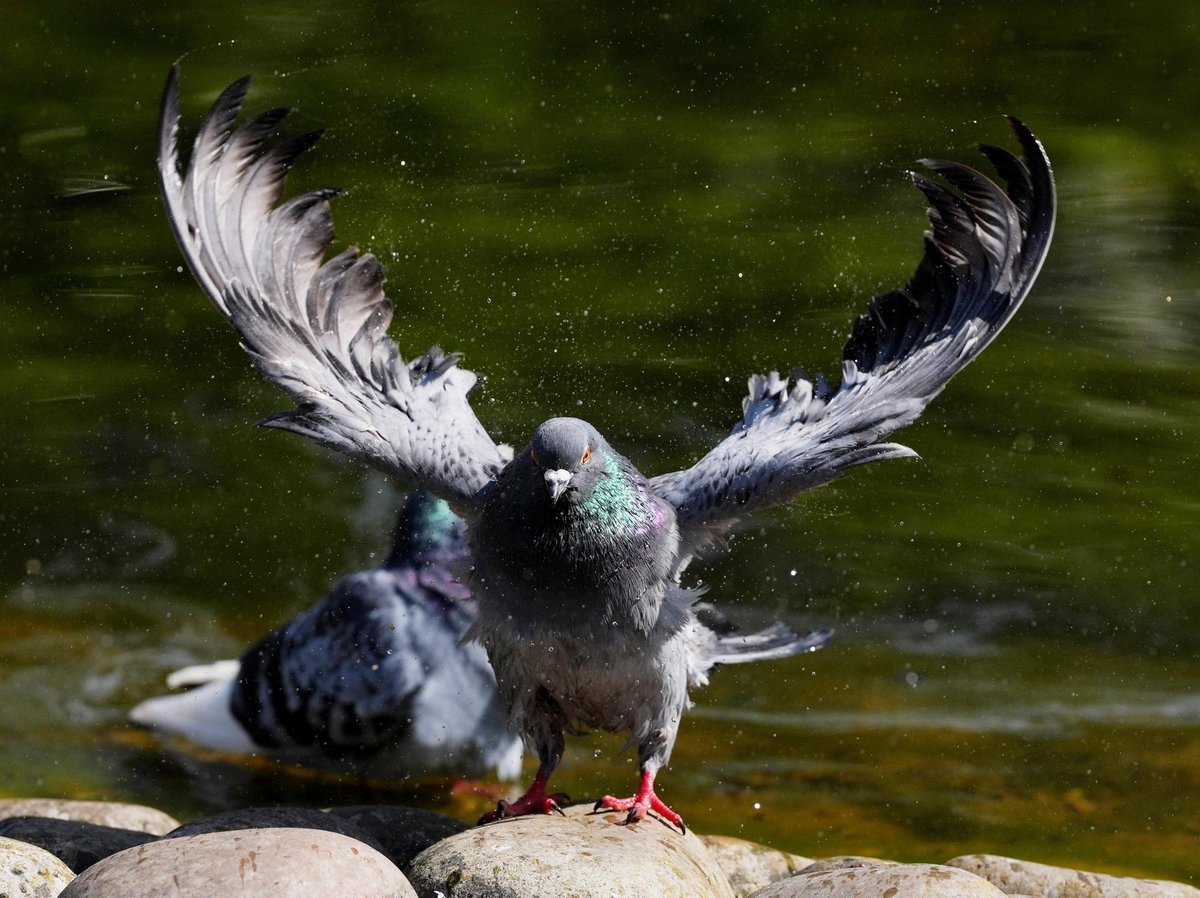 Robin Swann slams 'time-consuming and expensive' Irish Sea border rules on pigeon movements