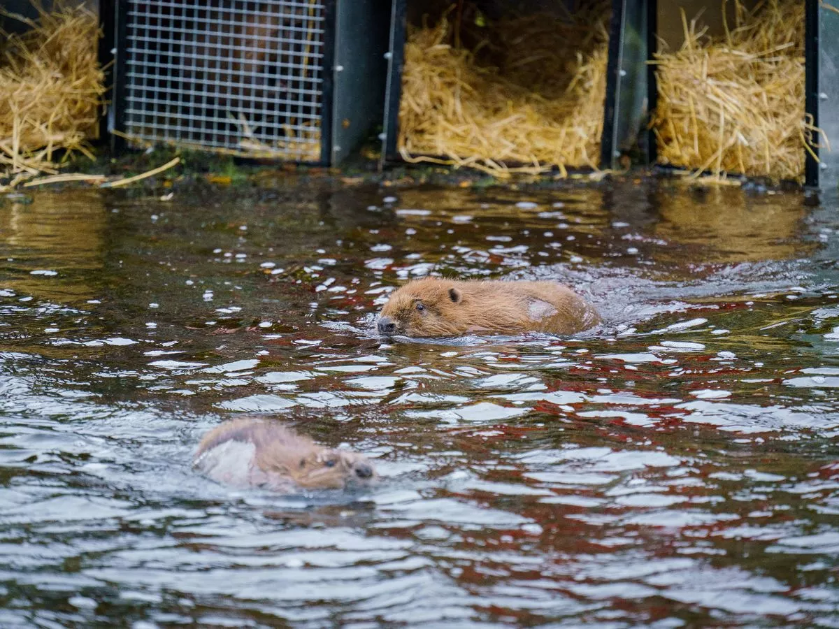 Beavers released in Highlands 400 years after extinction in Scotland