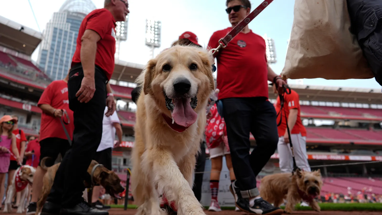 GM for a day: A powerful bat, ‘Bark in the Park’ and free tickets for kids