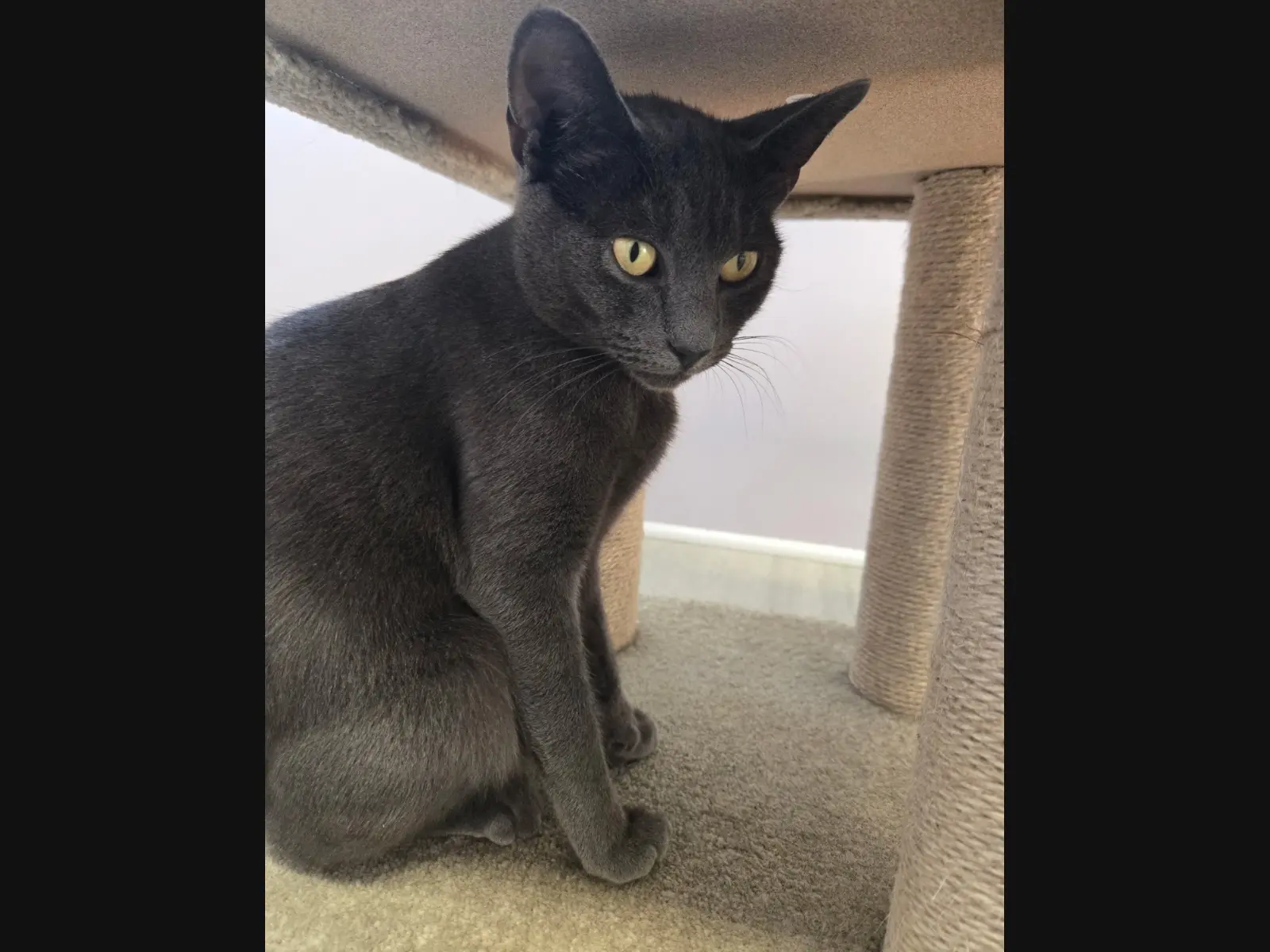 Duchess, The Queen Of Second Chances: Huntington Adoptable Pet Of The Week