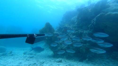 Consultation opens for marine protection strategy