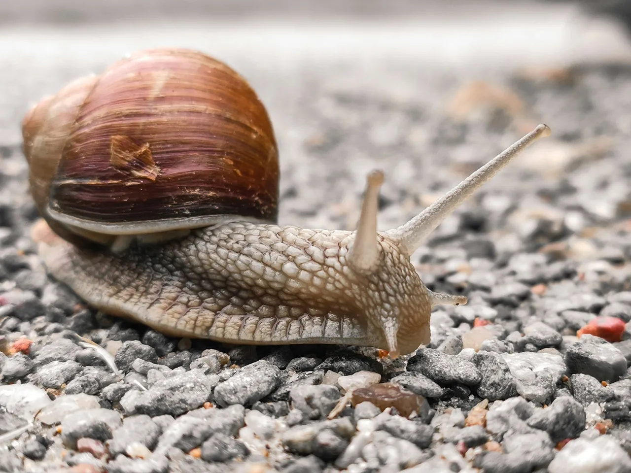 Health benefits and risks of eating snails