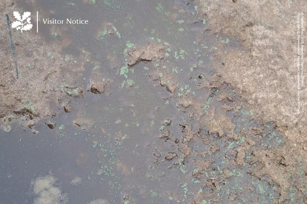'No bathing' advisory issued for Portstewart Strand as blue-green algae returns