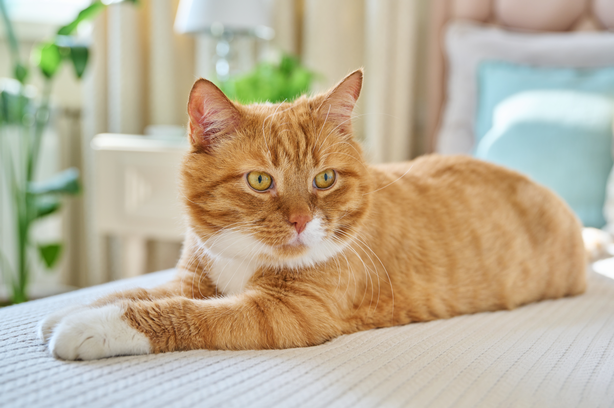 Stray Orange Cat Spots House Cats Living the Dream—Decides to Move In