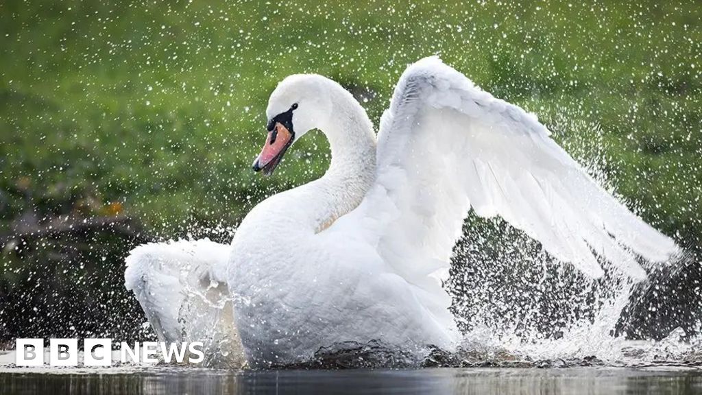 Bird flu confirmed after swan deaths reported