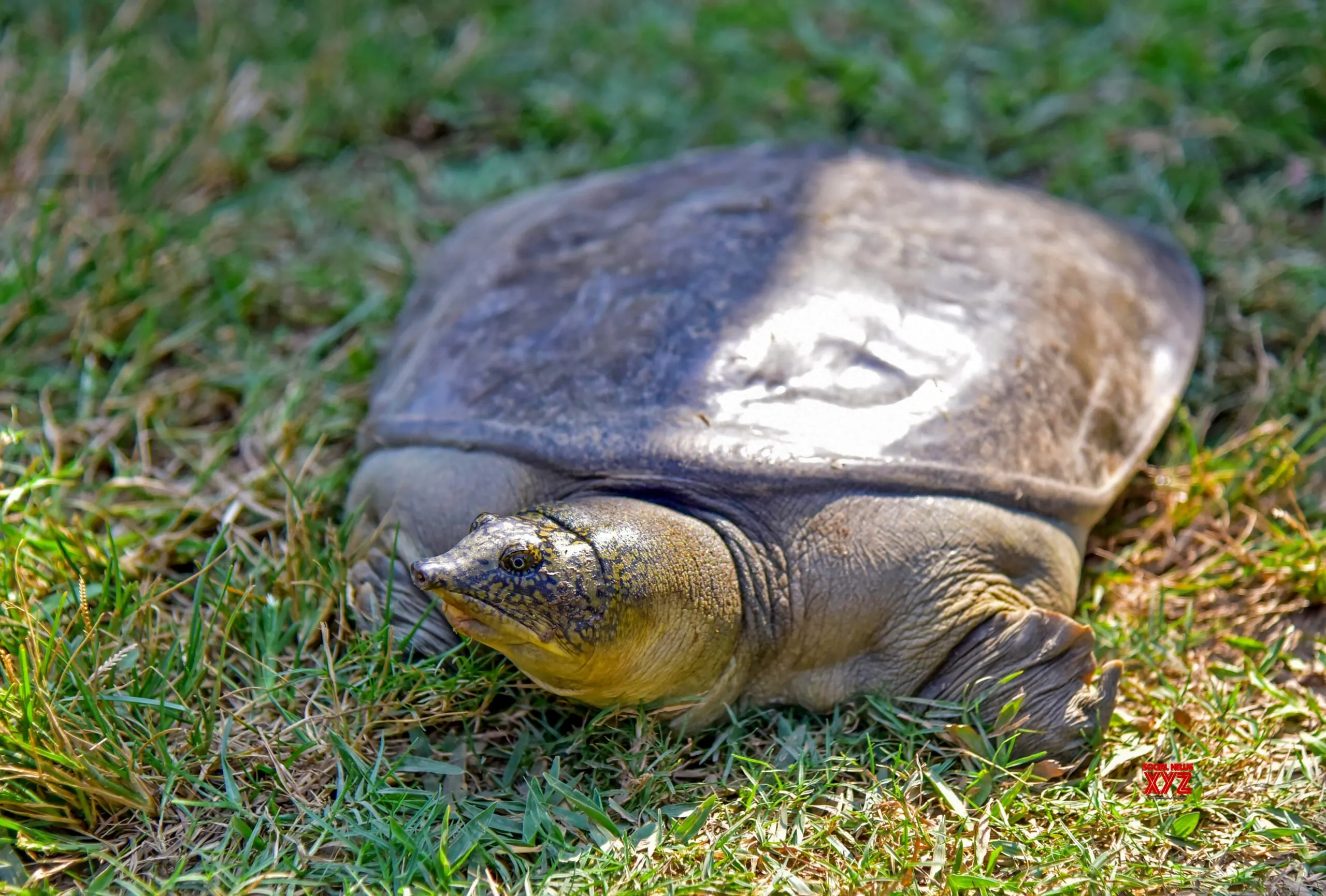 Turtle rescued in Kamrup #Gallery