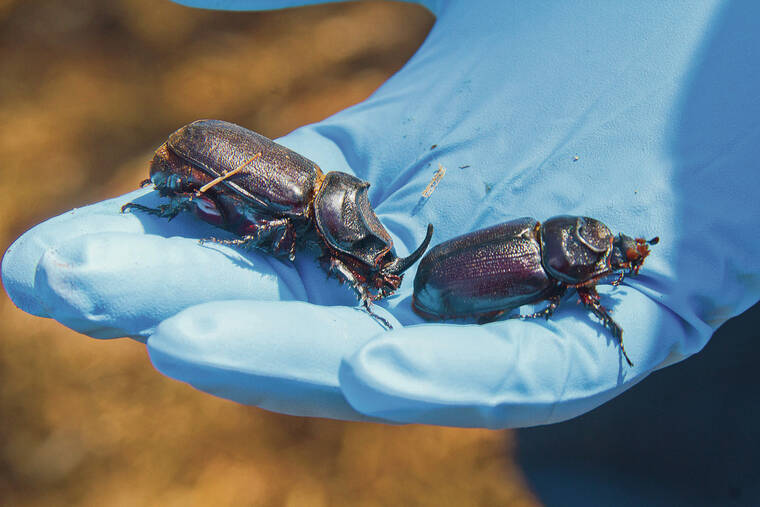 Aerial search conducted in Kona for invasive beetles