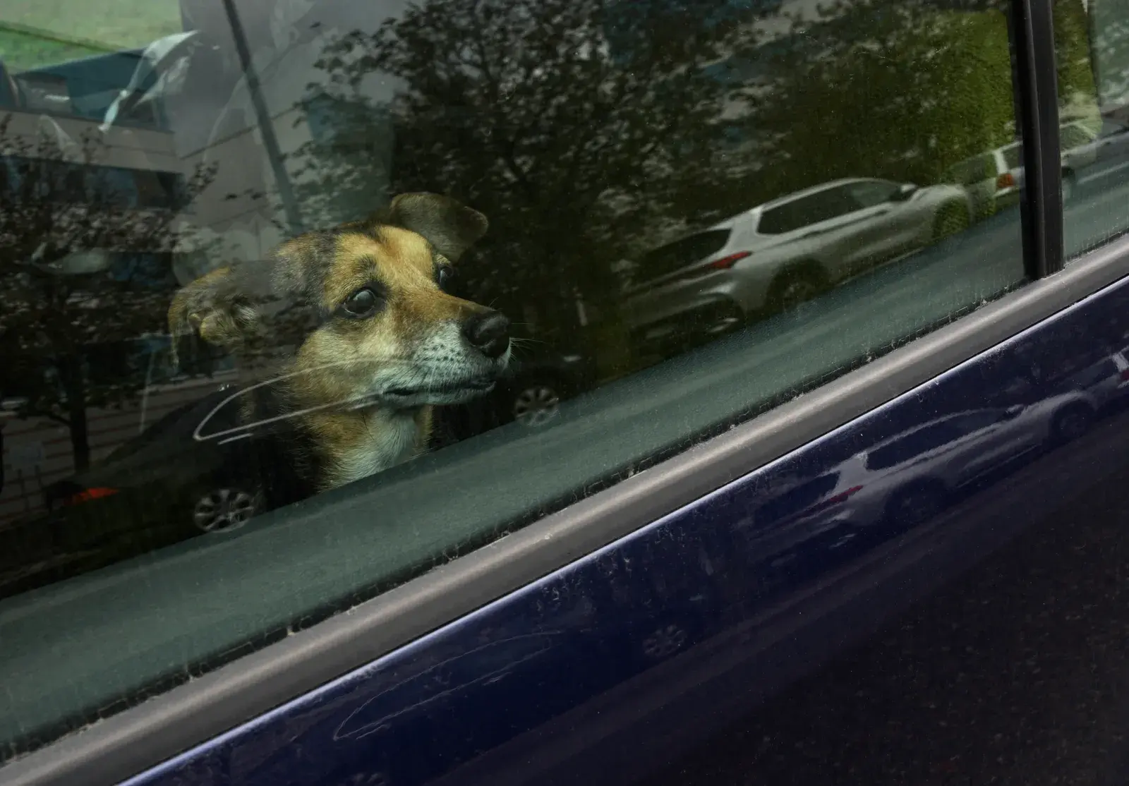 No One Prepared for Moment Two Dogs Lock Eyes Through Car Windows—'Sobbing'
