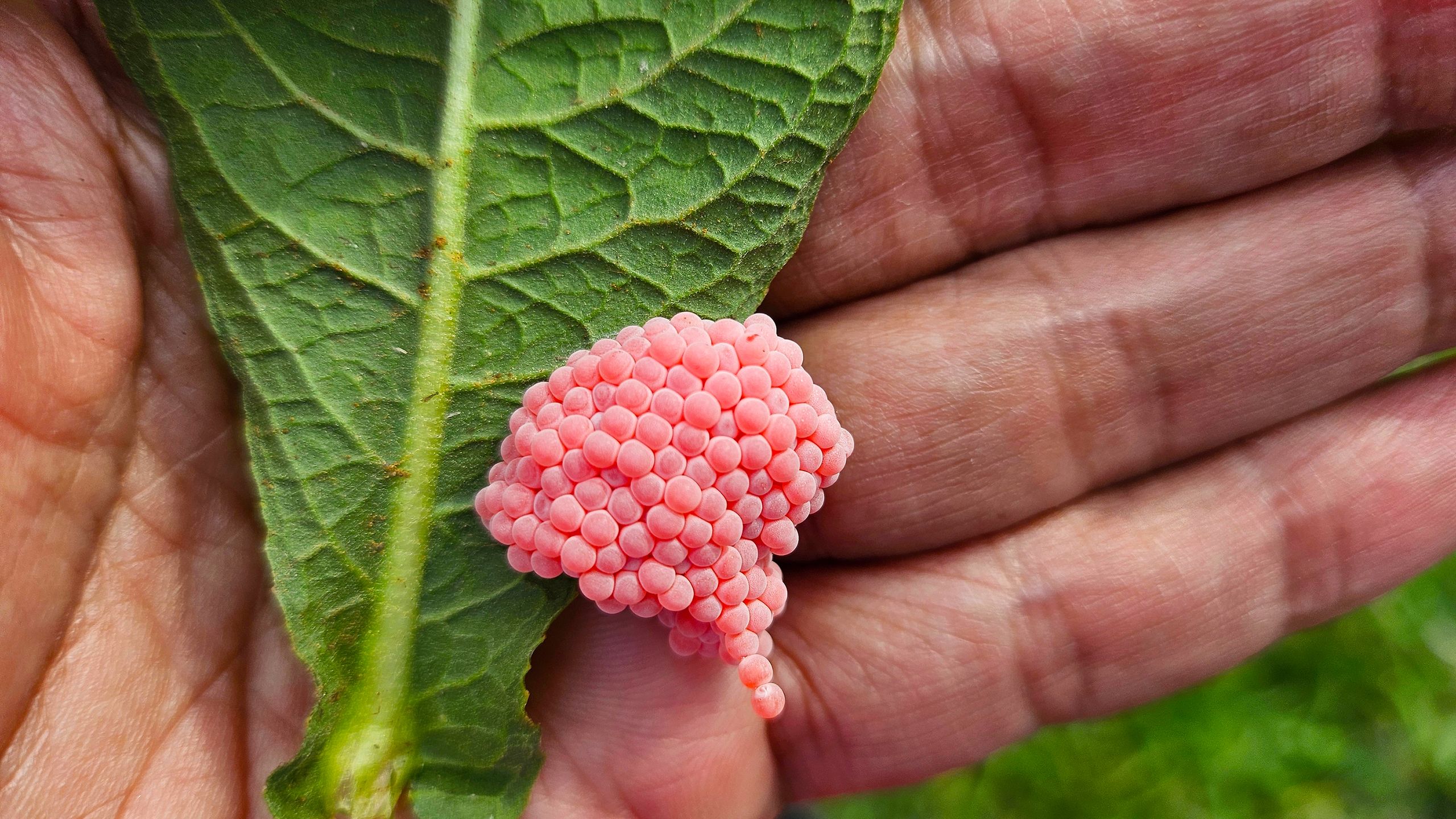 Gardeners: if you spot these little pink eggs, you should act fast to prevent an invasive species of snail