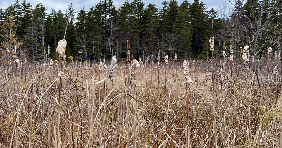 The soft power of fluff