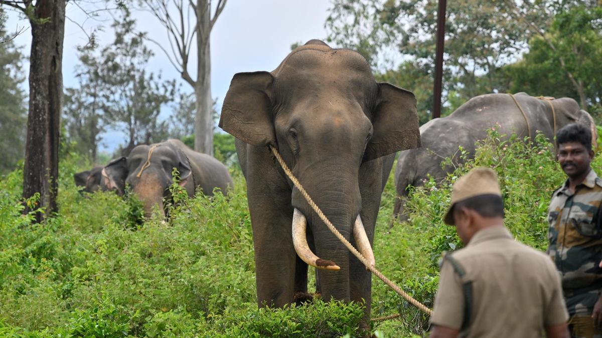 Captured elephant ‘Radhakrishnan’ released in Kalakkad Mudanthurai Tiger Reserve