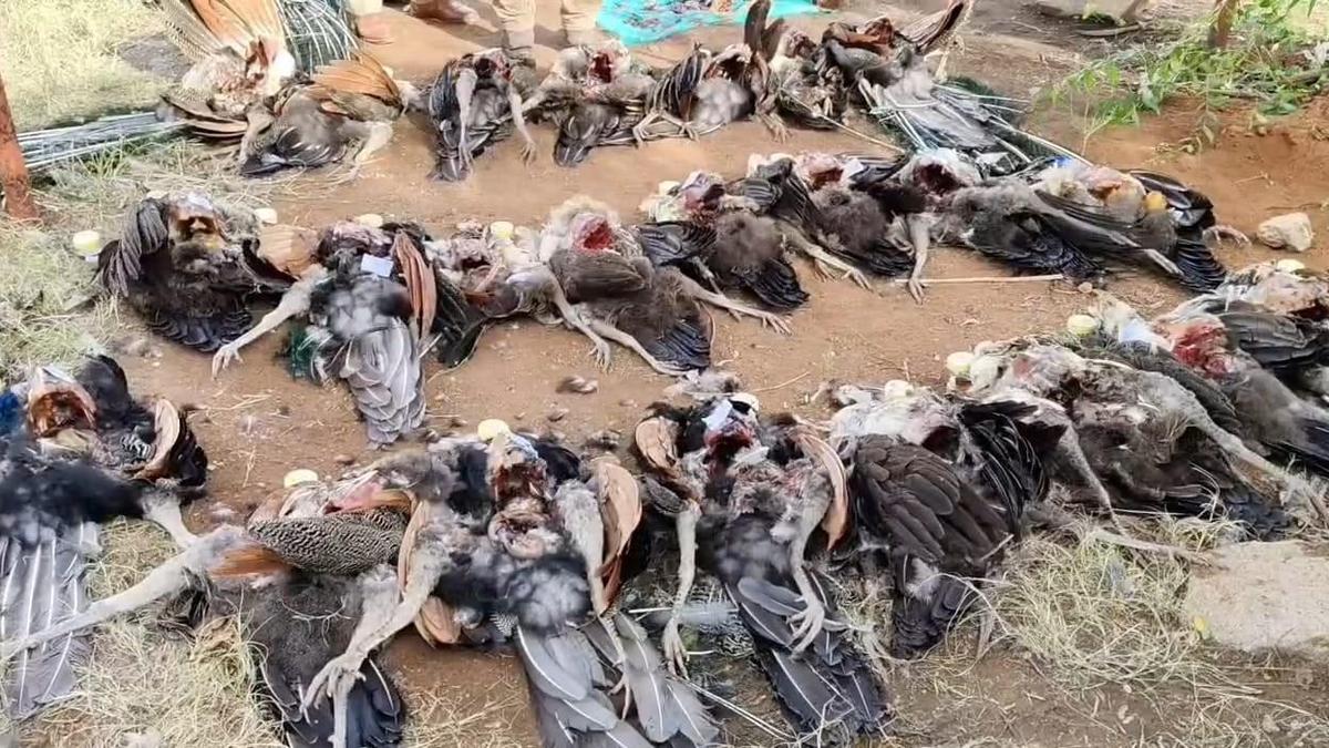 Around 50 peafowls found dead in Kuruvikulam; farmer arrested