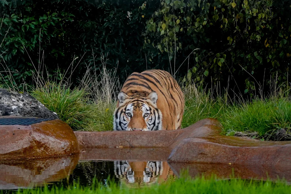 Rescued tiger Aqua settling into new home at British zoo