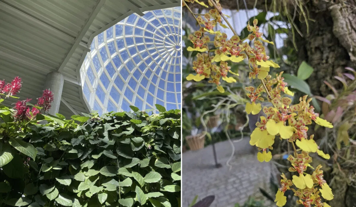 Estepona hosts 10th Orchid and Collectible Plants Fair at Orquidario Botanical Park’s anniversary