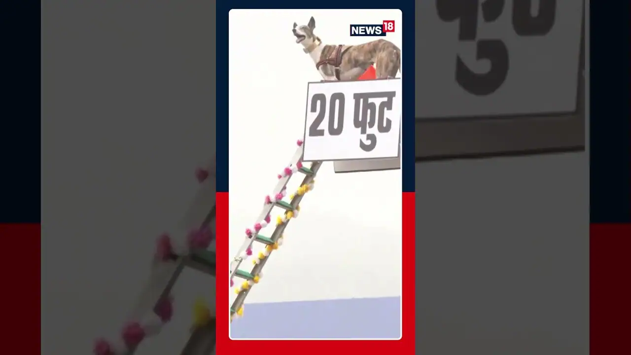 WATCH: BSF’s Canine Unit Demonstrated Precision & Discipline During The Full Dress Rehearsal | N18S