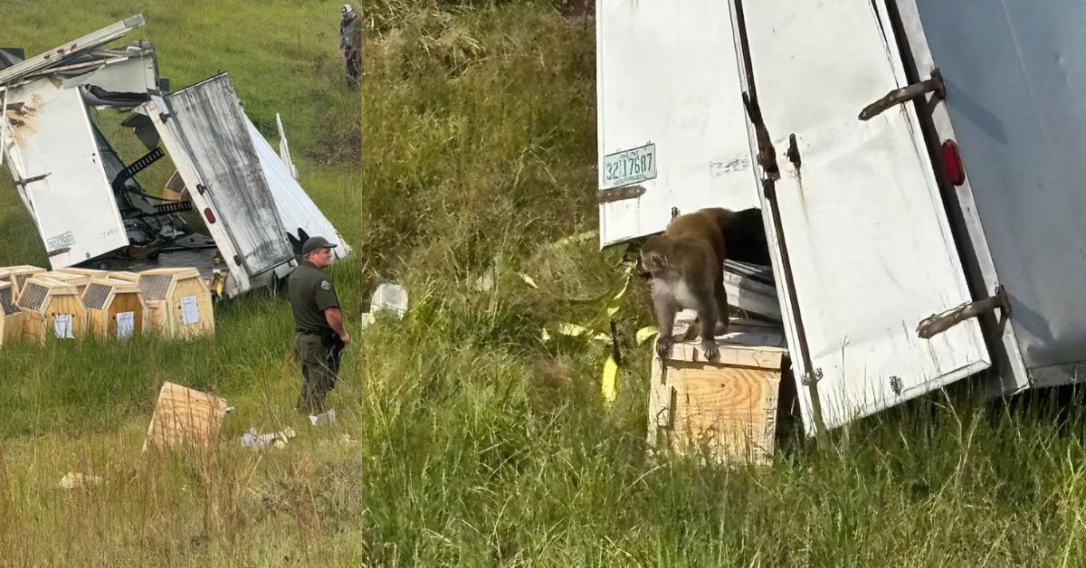 Fauci-Funded Tulane Primate Lab at Center of Mississippi Crash, Three Monkeys Still Missing (VIDEOS)