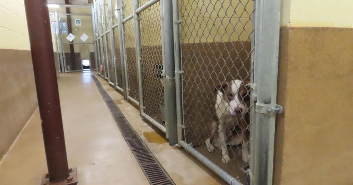 Florence Area Humane Society gets $20K more for low cost spay and neuter clinic