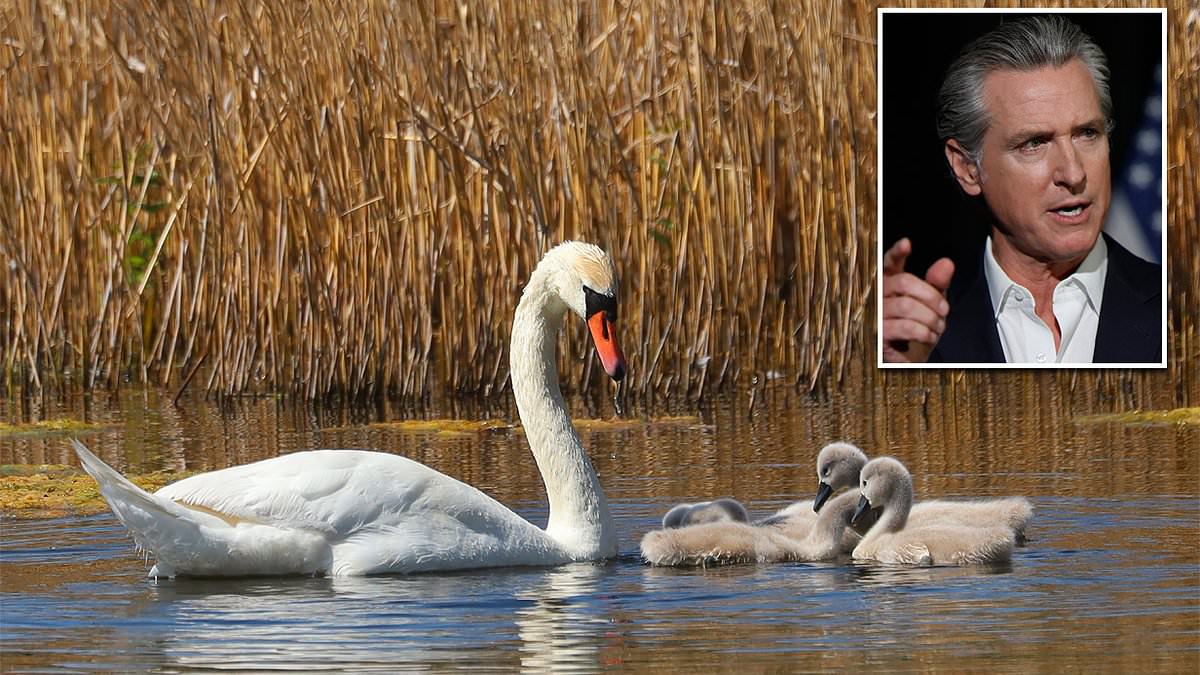 Californians being urged to take up arms to deal with 'aggressive' invasive species attacking children