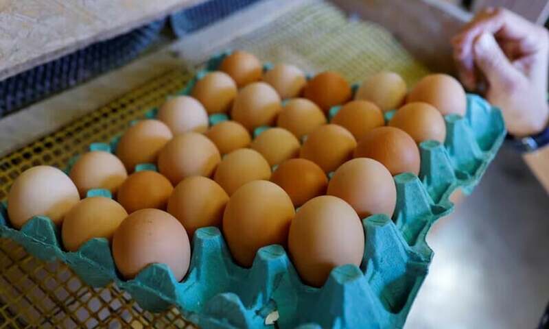 Roomi Poultry becomes first egg exporter to US