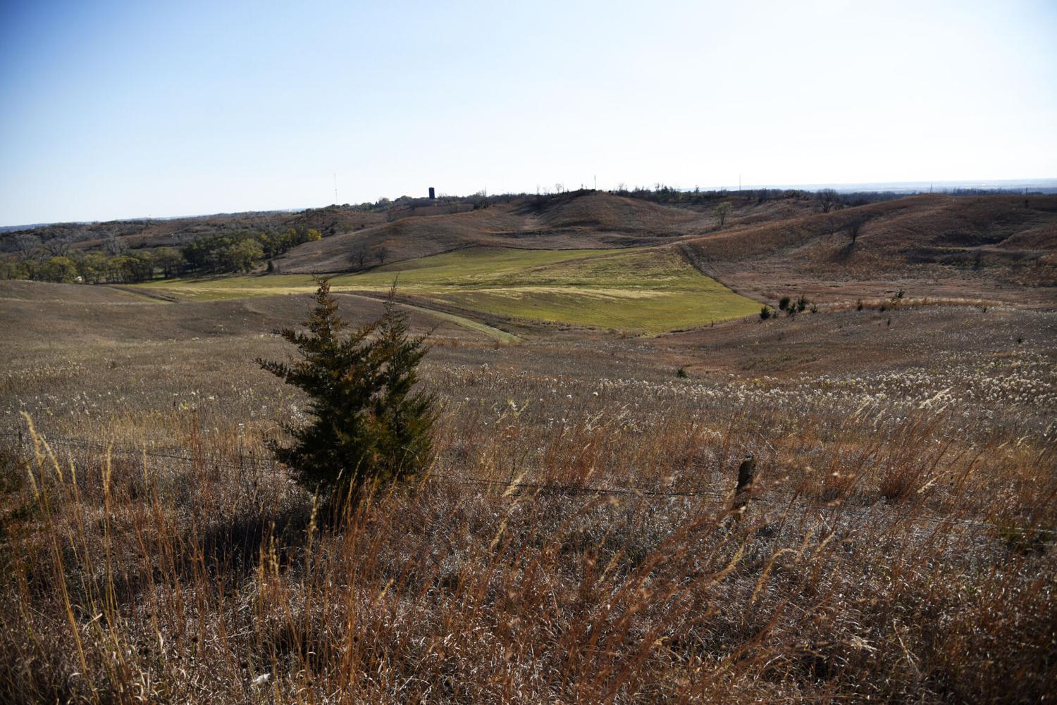 Sioux City Distilling Co. plans juniper harvest