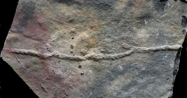 New study pushes back origin of complex animal behavior by almost 10 mln years