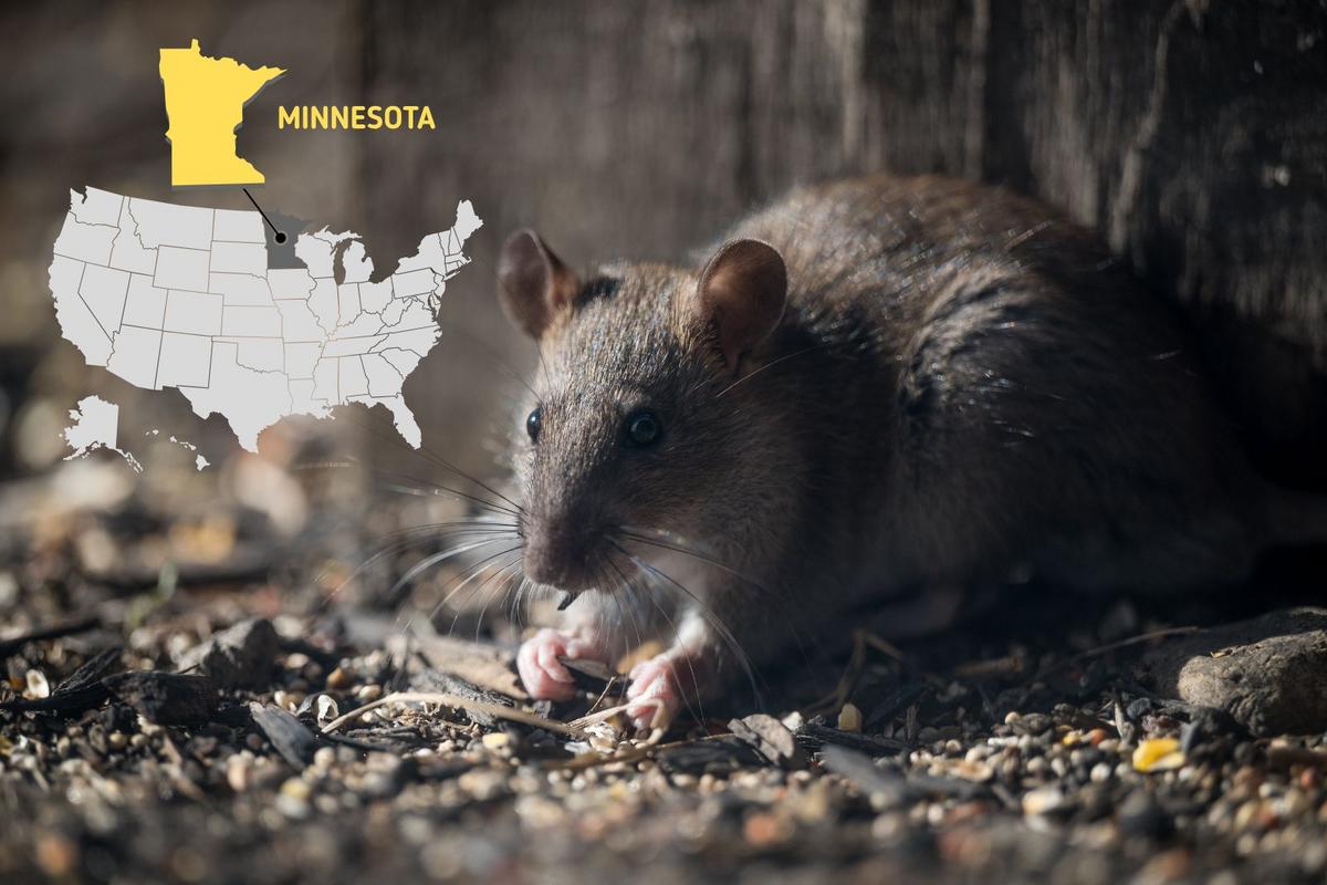Minneapolis Ranks 9th Among America's Rattiest Cities In 2025