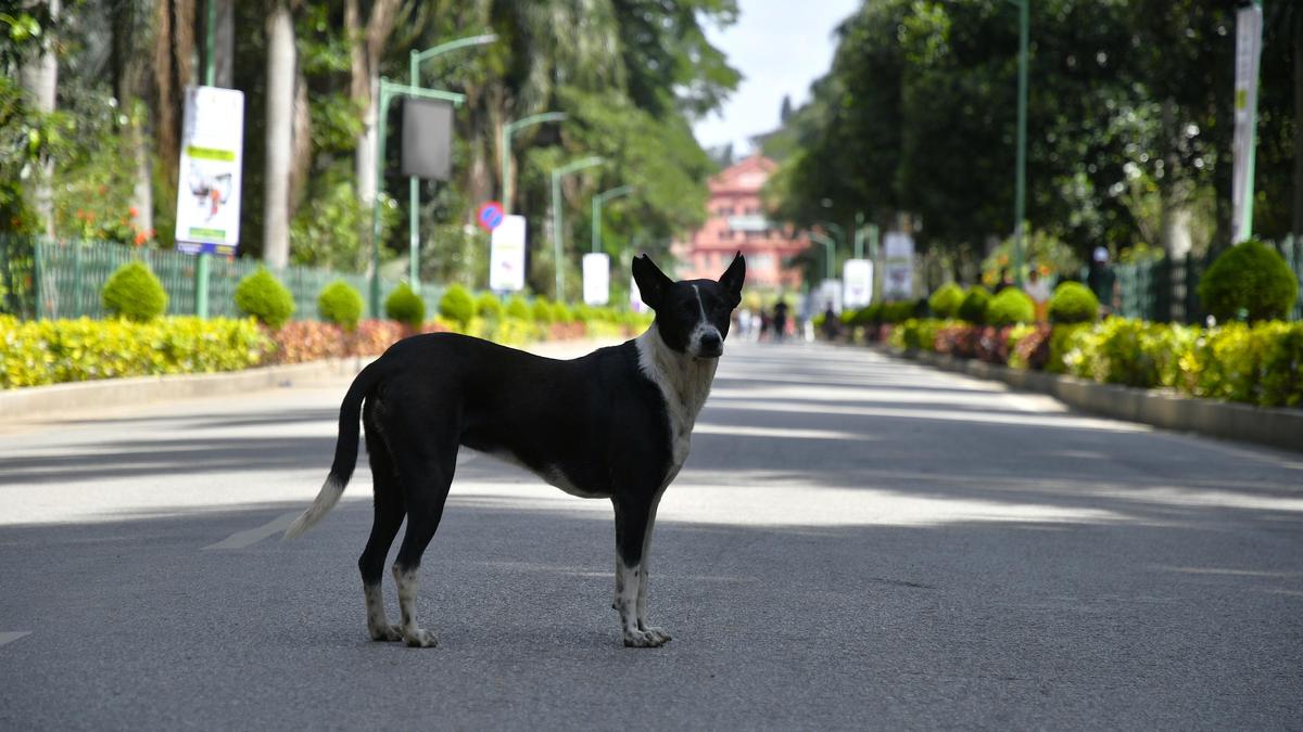 Vijay Goel welcomes SC’s stand on stray dog issue