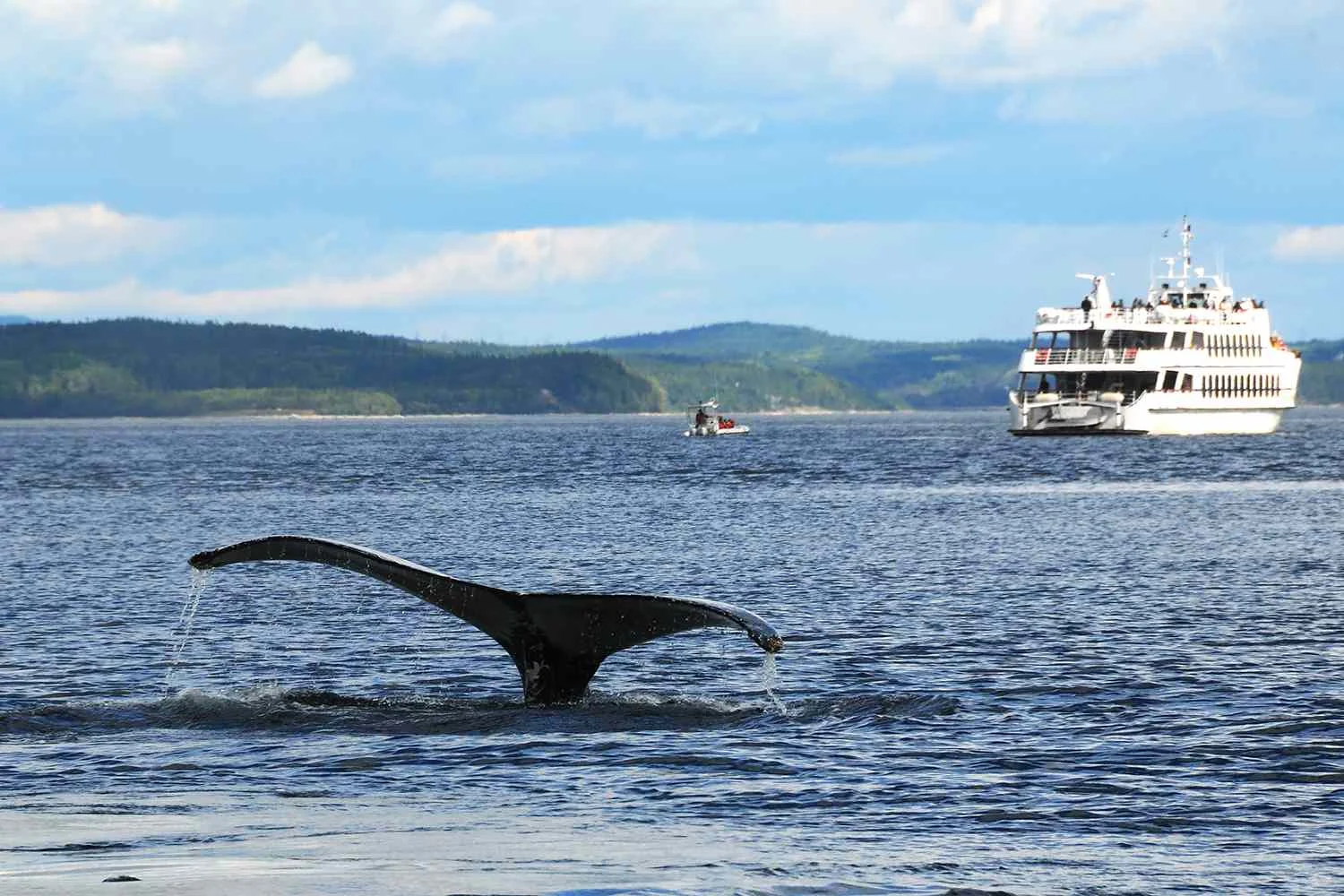 A Whale-Watching Boat Has a Run-in with a Humpback Whale with Passengers Aboard