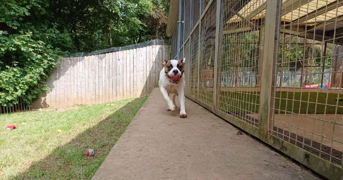 'Very special' Lanarkshire dog waiting for over 100 days for a chance at 'fresh start'