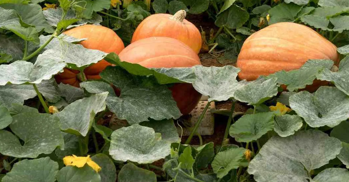Beyond Trick-or-Treat: How Growing Pumpkins Can Teach Kids Gardening, Patience & Care