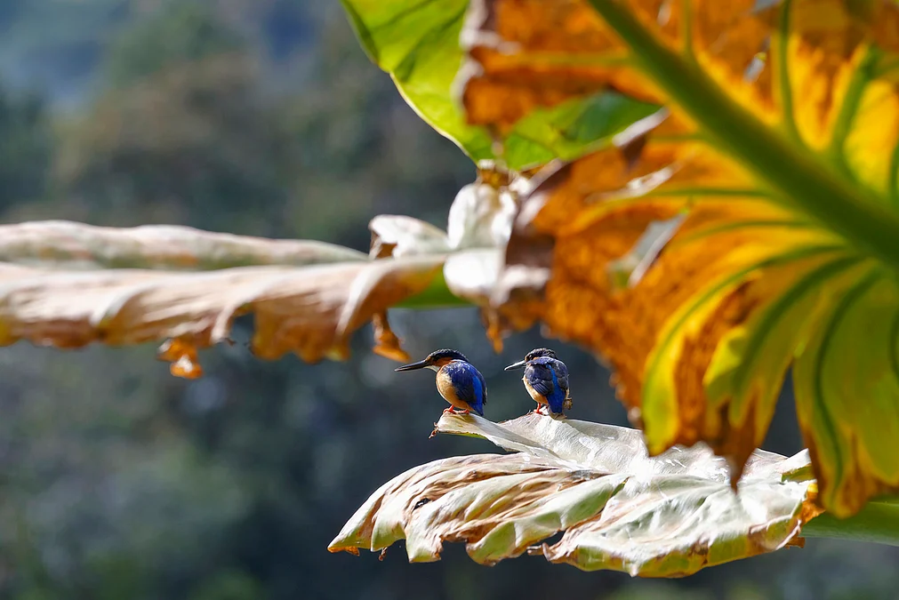 Seven countries secure $5.8million from Kunming Biodiversity Fund to make agriculture more nature-friendly