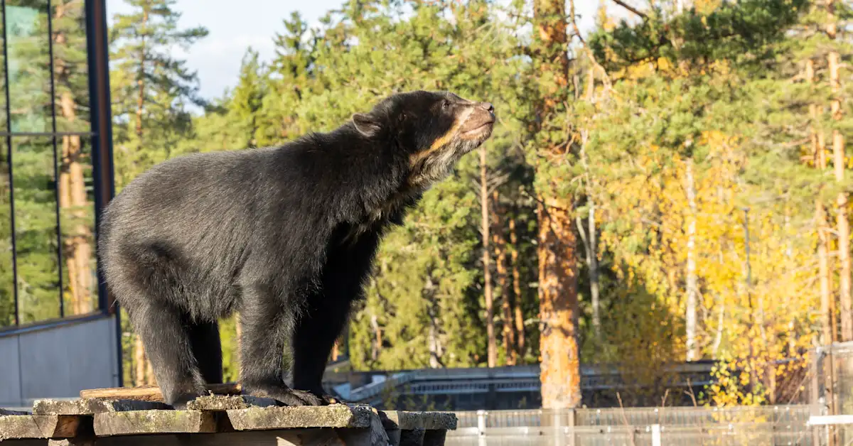 Association of current and former employees buy bankrupt Ähtäri Zoo for 1 euro
