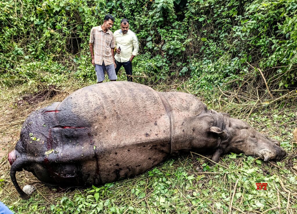 Nagaon: Carcass of One Horned Rhino Found Near Tea Estate #Gallery
