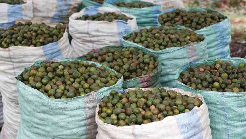 Farmers decry worst macadamia prices in years, demand export ban review