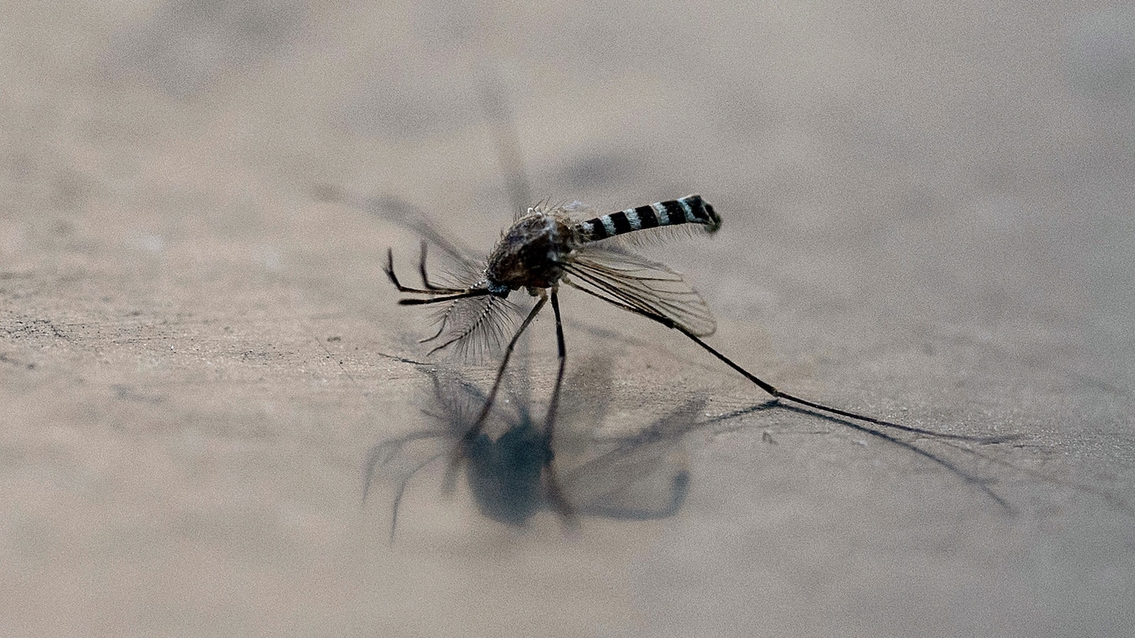 Invasive species of disease-carrying mosquito continues to spread in California