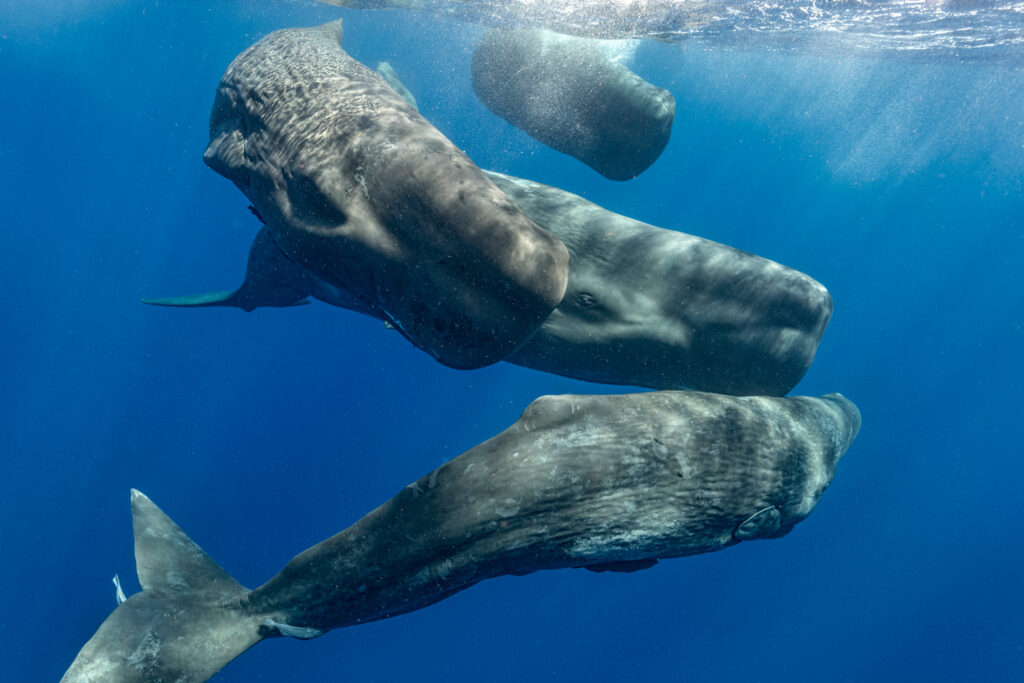 AI Is Decoding Whales’ Communications. Could That Be a Turning Point in the Push for Their Rights?
