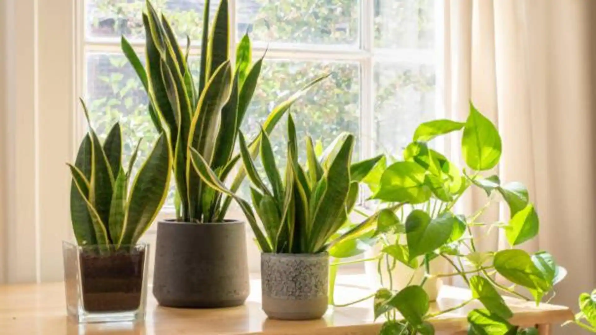 Strengthen your plants with these household hacks
