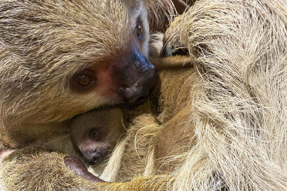 Baby sloth at Jersey Zoo orphaned as mother unexpectedly dies