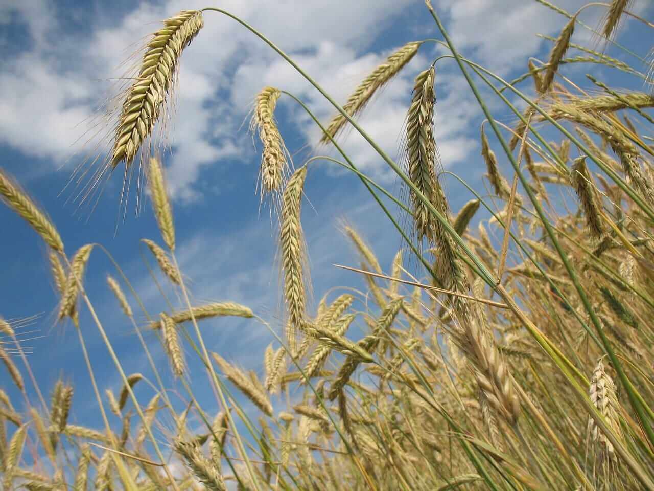 Wheat Closes Mixed on Wednesday