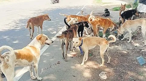 TN to appoint 76 animal welfare officers, set up 138 new centres for stray dog control