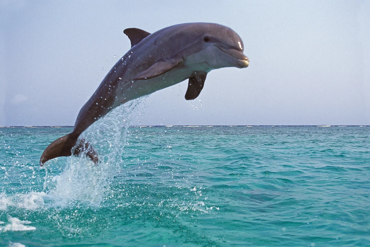Human sewage in ocean linked to brain degeneration in dolphins