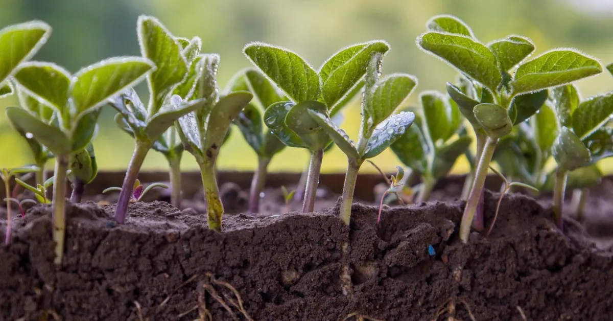 After the Monsoon: 7 Natural Ways to Restore Soil Fertility and Boost Farm Yields