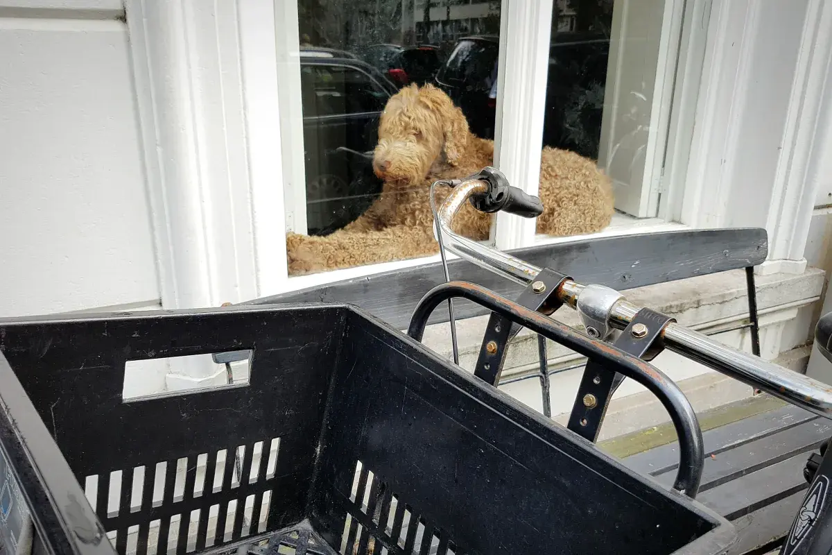 Woman Pulls Up To House-Can’t Believe Who’s in Window With Goldendoodle