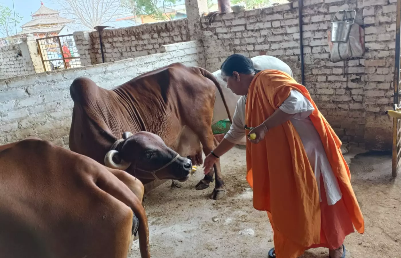 Eyeing 2029 LS Polls Ticket, Uma Launches Cow Protection Campaign in Madhya Pradesh