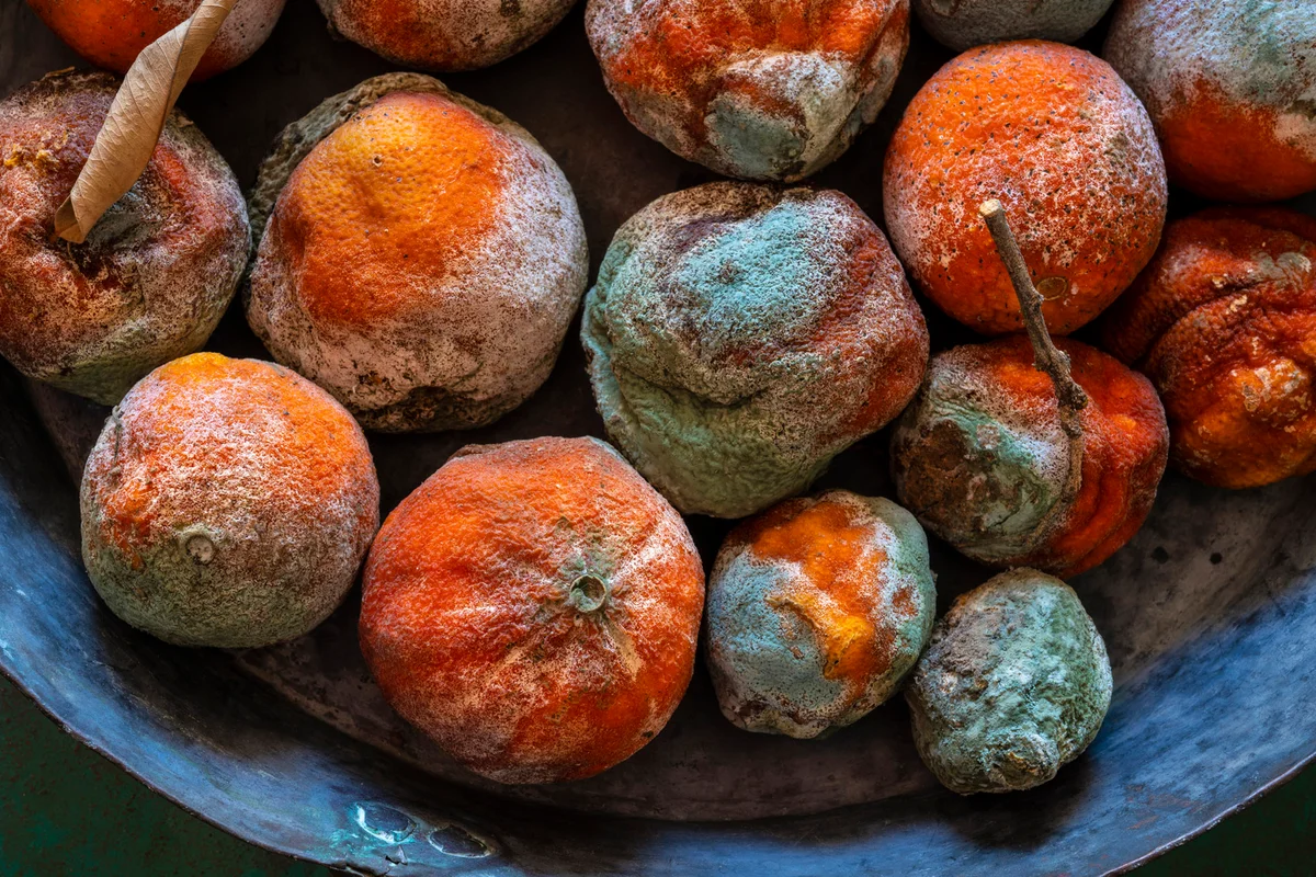 I’m a toxicologist. Here’s the truth about whether you can eat moldy food